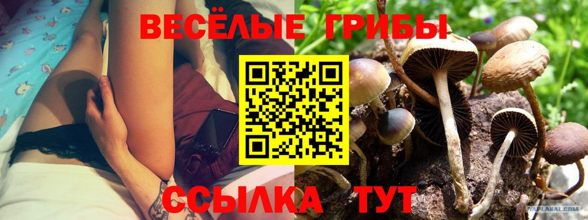 Псилоцибиновые грибы ЛСД  Вход с VPN  Галлюциногенные грибы GOLDEN TEACHER  Волгодонск 